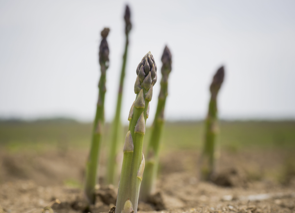 Asparagus - August Tree
